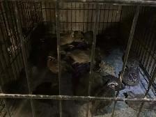 Breeding Colonies of JUMBO Quail - Photo 8
