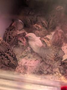 Breeding Colonies of JUMBO Quail - Photo 9
