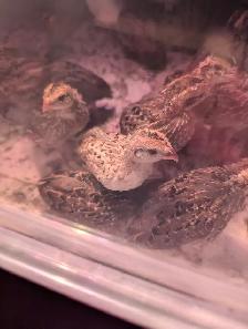 Breeding Colonies of JUMBO Quail - Photo 10