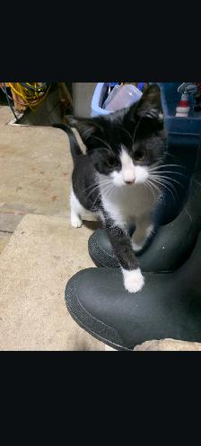 Chaton a vendre