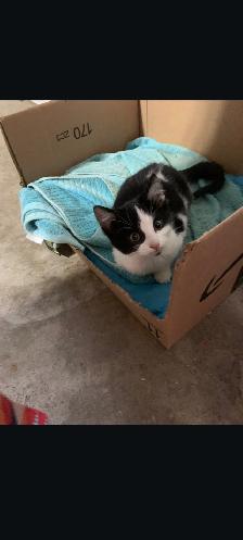 Chaton a vendre - Photo 2