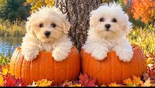 Beautiful Maltese Male Pups