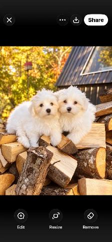 Beautiful Maltese Male Pups - Photo 2