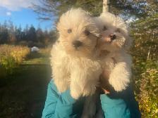 Beautiful Maltese Male Pups - Photo 3