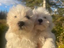 Beautiful Maltese Male Pups - Photo 4