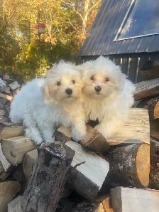 Beautiful Maltese Male Pups - Photo 5