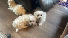 Beautiful Maltese Male Pups - Photo 6