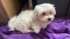 Beautiful Maltese Male Pups - Photo 7