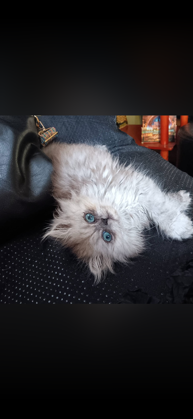 Chat persan totie chinchilla 8 mois