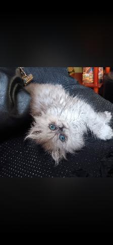 Chat persan totie chinchilla 8 mois