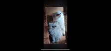 Chat persan totie chinchilla 8 mois - Photo 2
