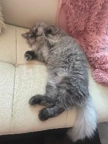 Chat persan totie chinchilla 8 mois - Photo 4