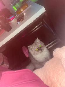 Chat persan totie chinchilla 8 mois - Photo 5