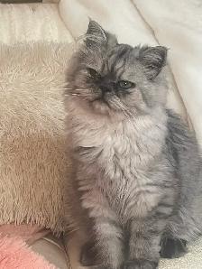 Chat persan totie chinchilla 8 mois - Photo 7