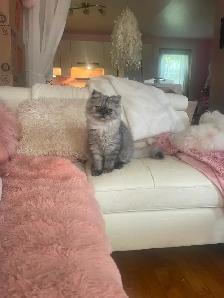 Chat persan totie chinchilla 8 mois - Photo 8