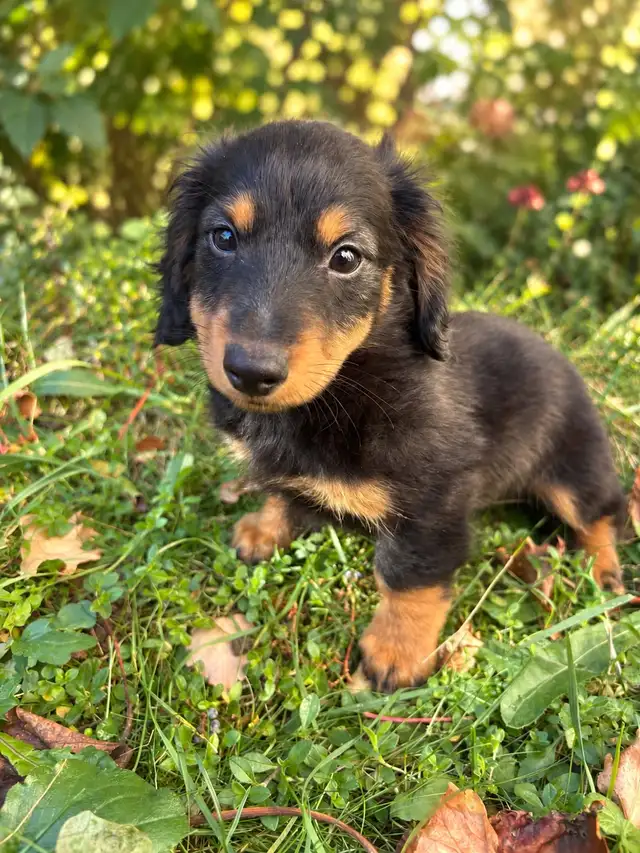Beautiful Miniature Dachshund Puppies