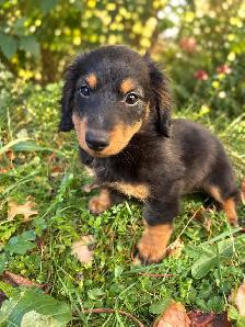 Beautiful Miniature Dachshund Puppies