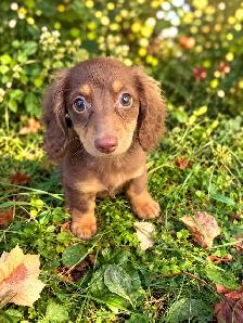 Beautiful Miniature Dachshund Puppies - Photo 2