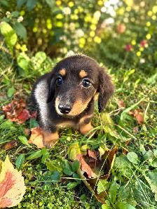 Beautiful Miniature Dachshund Puppies - Photo 3