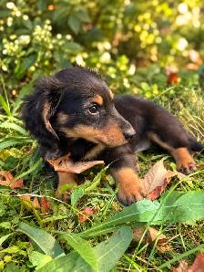 Beautiful Miniature Dachshund Puppies - Photo 4
