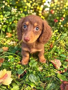 Beautiful Miniature Dachshund Puppies - Photo 5