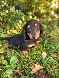 Beautiful Miniature Dachshund Puppies - Photo 6