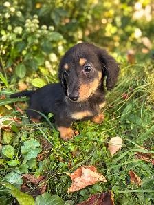 Beautiful Miniature Dachshund Puppies - Photo 7