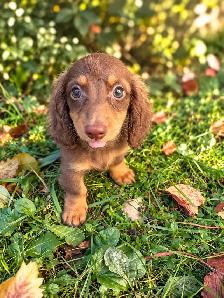Beautiful Miniature Dachshund Puppies - Photo 8