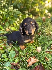 Beautiful Miniature Dachshund Puppies - Photo 9