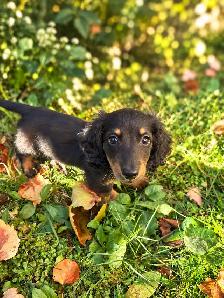 Beautiful Miniature Dachshund Puppies - Photo 10