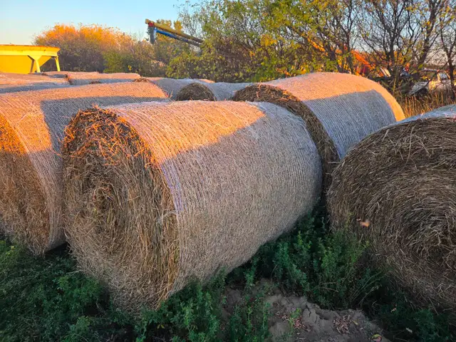Alfalfa Hay Bales for Sale - Small Round