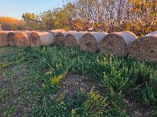 Alfalfa Hay Bales for Sale - Small Round - Photo 3