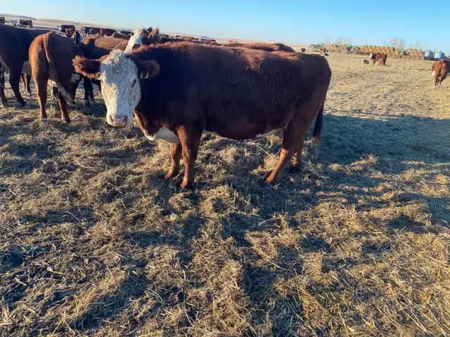 bred cows