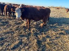 bred cows
