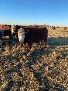bred cows - Photo 2