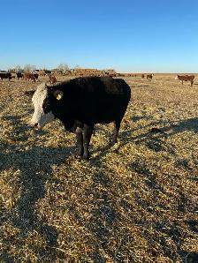 bred cows - Photo 3