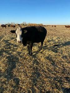 bred cows - Photo 4