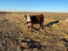 bred cows - Photo 5