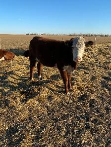 bred cows - Photo 6