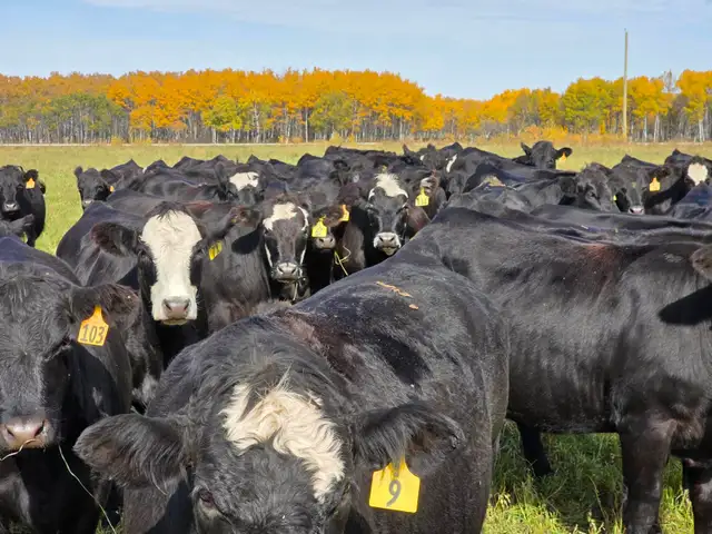 Premium Bred Heifers - Early Calving Simm-Angus Blk & Blk Baldy