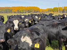 Premium Bred Heifers - Early Calving Simm-Angus Blk & Blk Baldy