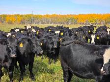 Premium Bred Heifers - Early Calving Simm-Angus Blk & Blk Baldy - Photo 3