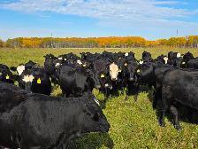 Premium Bred Heifers - Early Calving Simm-Angus Blk & Blk Baldy - Photo 4