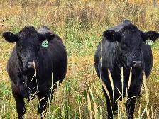 Premium Bred Heifers - Early Calving Simm-Angus Blk & Blk Baldy - Photo 5