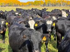 Premium Bred Heifers - Early Calving Simm-Angus Blk & Blk Baldy - Photo 6