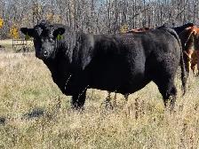 Premium Bred Heifers - Early Calving Simm-Angus Blk & Blk Baldy - Photo 7