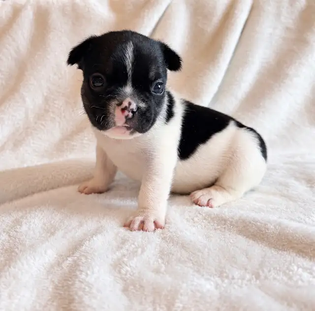 Paw Patrol Litter. French bulldog puppies