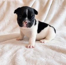 Paw Patrol Litter. French bulldog puppies