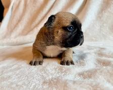 Paw Patrol Litter. French bulldog puppies - Photo 2