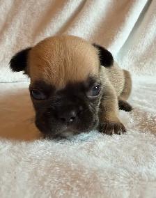 Paw Patrol Litter. French bulldog puppies - Photo 3